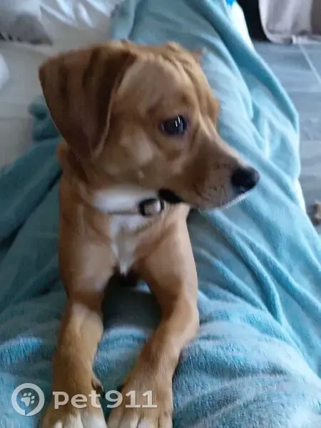 Lost Собака, East Main Street, 228, Marion - female, brown with white spots - photo