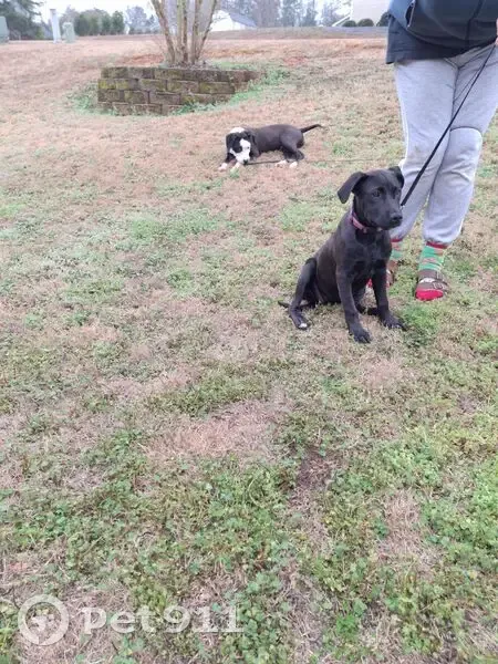 Found собака, Havenshire Place, 196, Williamston - black female puppy - photo