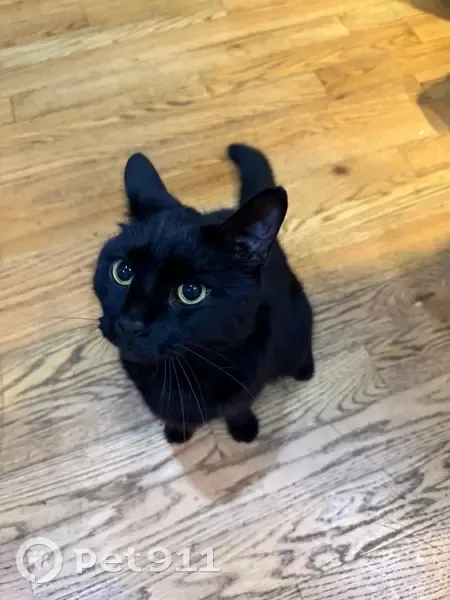 Lost Кошка, Cross Street, 188, Malden, Carver - responds to pspsp - photo