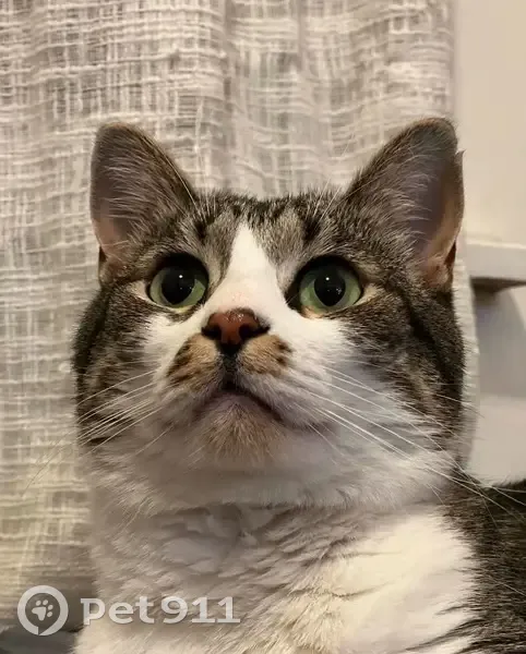 Lost Кошка, Southridge Drive, 2305, Jefferson City - small clip on his left ear - photo