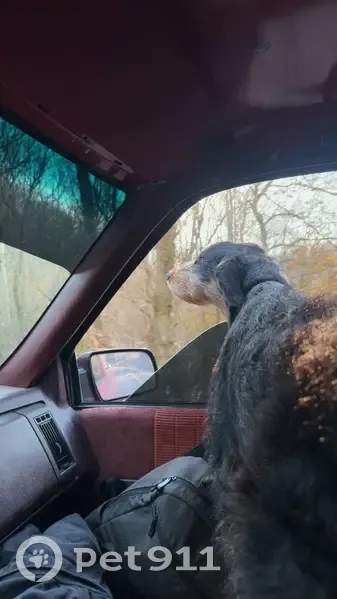 Lost Собака, Dunlow, West Virginia - skiddish of strangers - photo