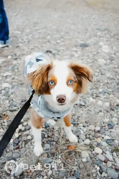 Lost Собака, Coeur d'Alene, Idaho - red merkle - photo
