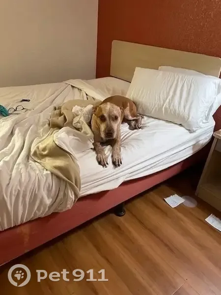 Lost Собака, West Tregallas Road, 2746, Antioch - tri colored, right front leg amputated - photo