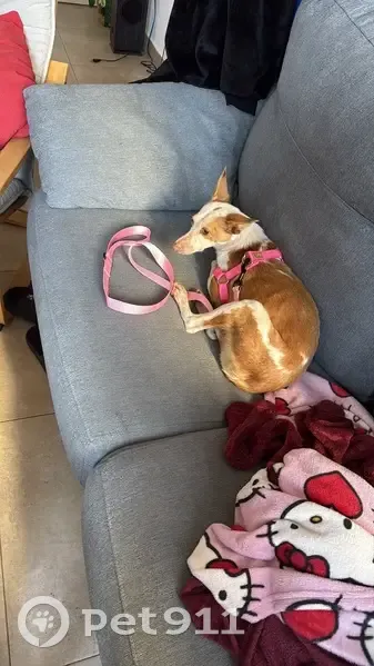 ¡Perro Perdido en Bormujos! Correa Rosa, Arnés Rojo - photo