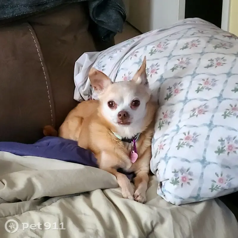 Lost Собака, Female, Trevi Lane, New York - Blonde Chihuahua with heart condition - photo