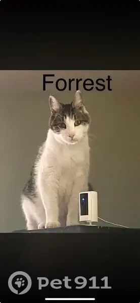 Missing cat Male, San Antonio (usl532188) - photo