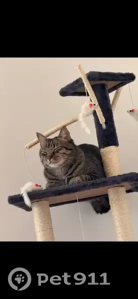 Chat disparu Garçon (fl585815) - photo