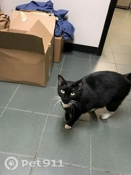 Lost Кошка, Northwest 24th Place, 19467, Pembroke Pines - left ear clipped - photo