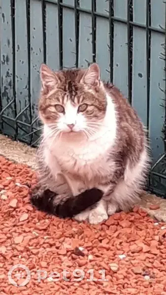 Trouvée chatte, Zone d'Activité Zone Artisanale, 8, Roujan - tigrée grise avec poitrail blanc - photo