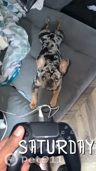 Lost Merle French Bulldog in Rutland - photo