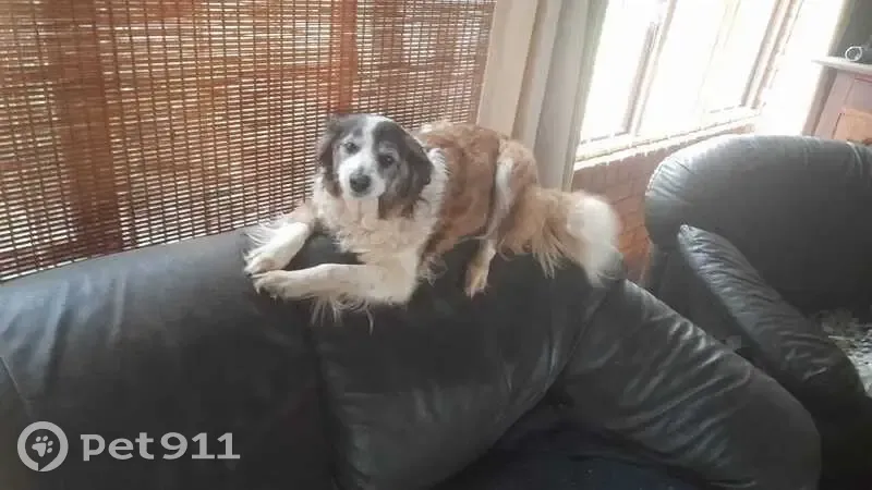 Help Find Maja: Stolen Border Collie - photo