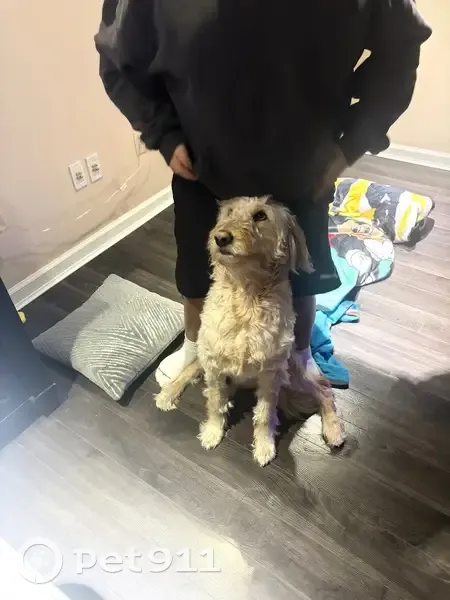 Lost Собака, Brookington Drive, 11942, Bridgeton - Golden doodle - photo