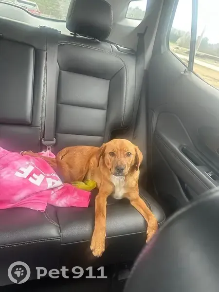 Found Male Dog, Old Muse Road, 1022, Carrollton, Atlanta - Recent stitches on neck - photo