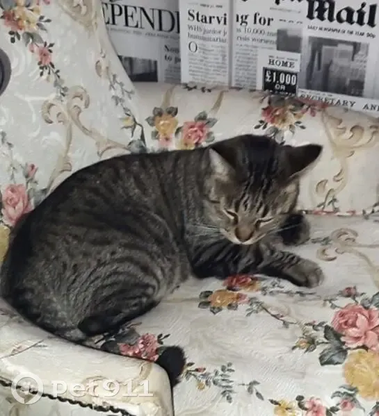 Gato Perdido en Valdemoro: Concha Espina 24 - photo