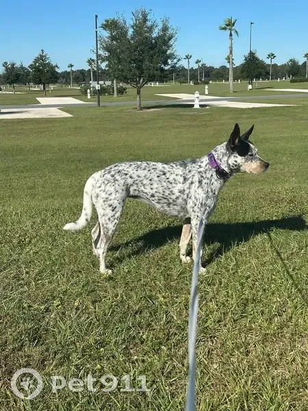 Lost Собака, Female, Northwest 21st Street, 8105, Ocala, Camden - very shy, do not chase - photo