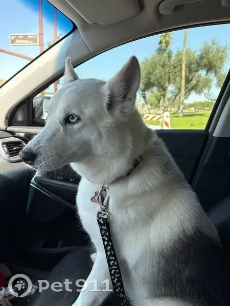 Lost Собака, Female, East Nielson Avenue, 1413, Mesa, Phoenix - very skittish and a runner - photo