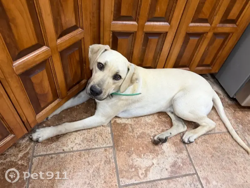 Lost Собака, Arkansas 161, 27112, England - young black mouth cur puppy - photo