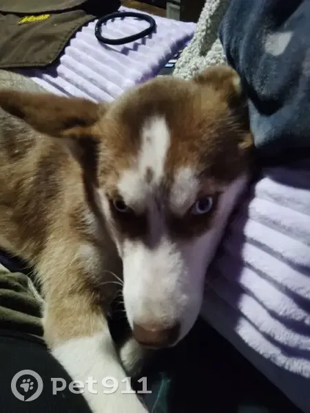Lost dog, North Maple Street, 1419, North Little Rock - female red or copper Husky - photo