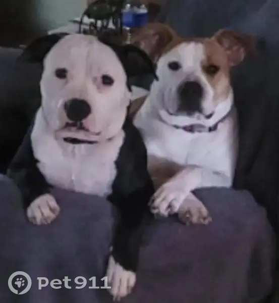 Lost Собака, Perry, Georgia - black and white male - photo