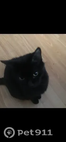 Lost кошка, Waukegan, Illinois - green eyes - photo