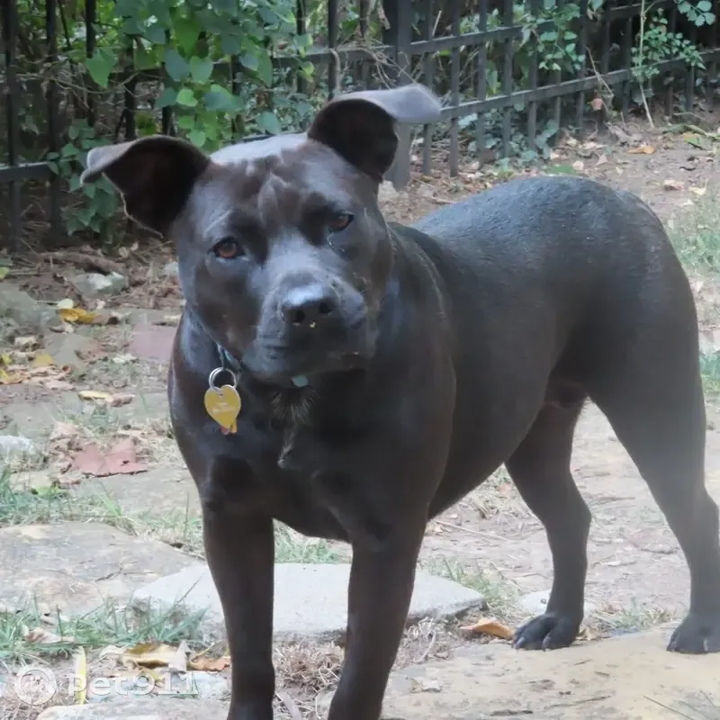 Lost собака, Female, Wyoming Street, 4808, Kansas City - Short black Staffordshire Terrier mix - photo