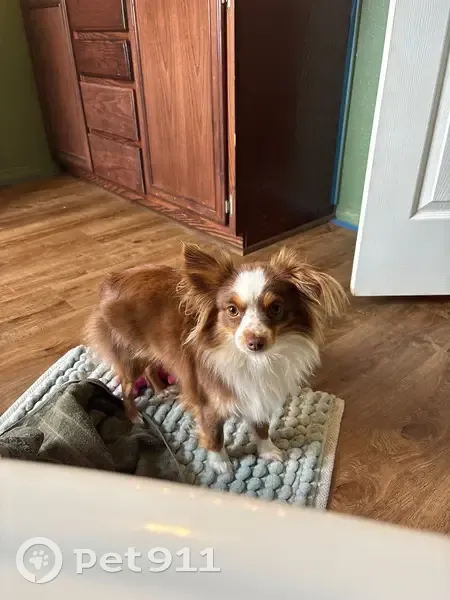 Lost Собака, Female, Palmer Road, 3994, Milburn - photo