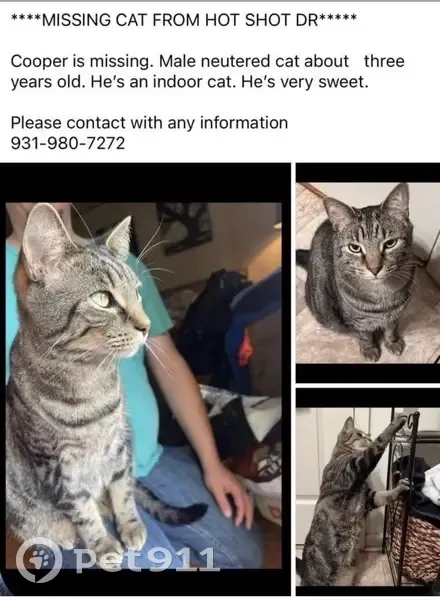 Lost Кошка, Hot Shot Drive, Clarksville - Large Male tabby - photo