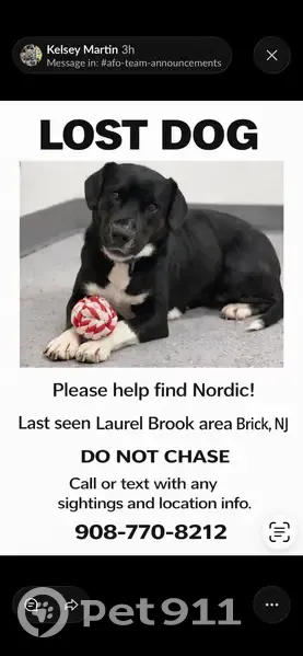 Lost Собака, Female, Ocean Avenue, Brick Township, Ramtown - Black with white markings - photo