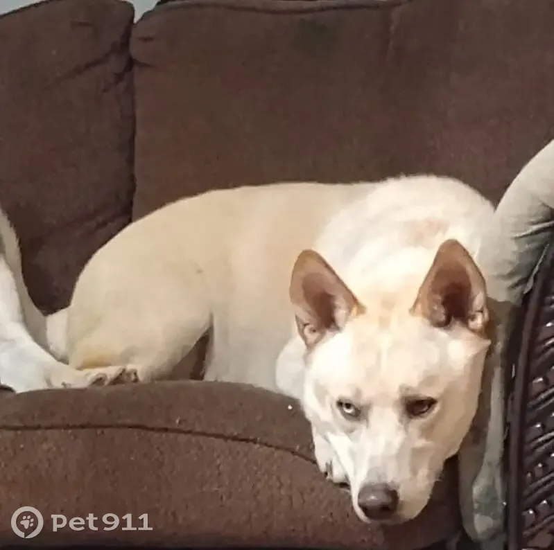 Lost Собаka, Marthena Avenue, 203, Addington - white male husky mix - photo