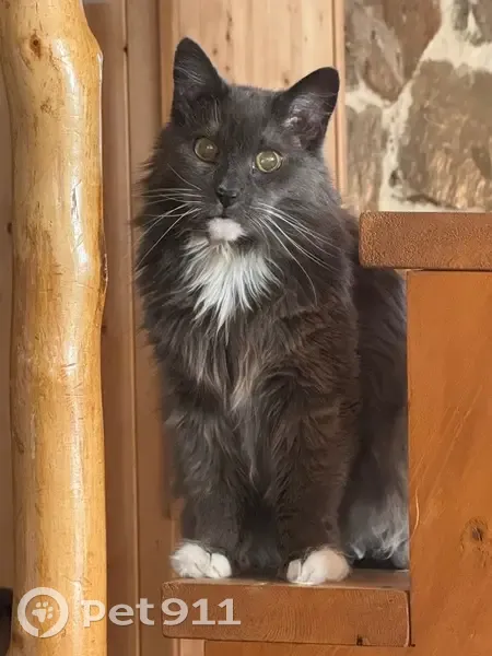Lost Кошка, Equinox Circle, 225, Erie - gray long haired with white paws - photo