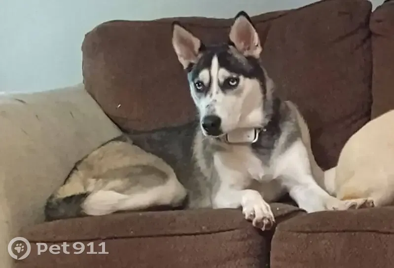 Lost собака, Marthena Avenue, 203, Addington - black and white husky female - photo