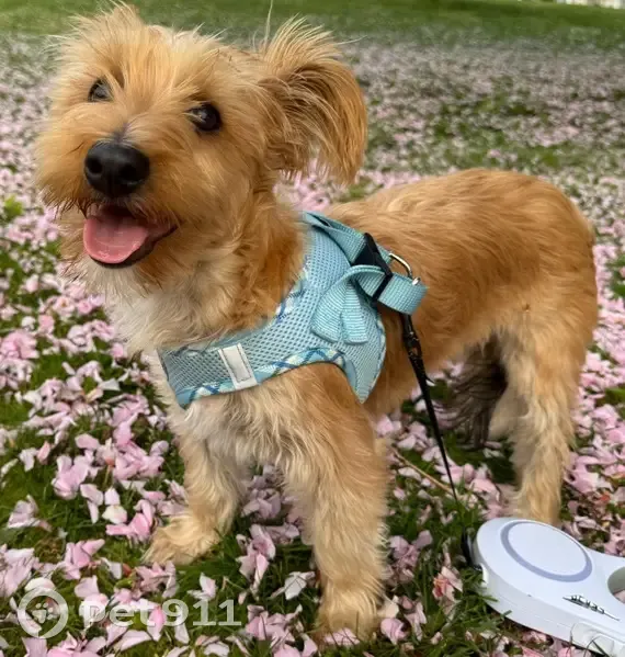 Lost Dog, Noble Avenue, 1836, Bridgeport - Male Havanese Yorkie with Bow Tie - photo