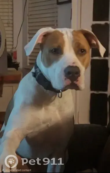 Lost Собака, West Jackson Avenue, 1001, Harlingen - his name is Diego - photo