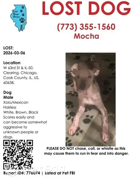 Lost Собака, South Cicero Avenue, 6315, Chicago - Xoloitzcuintli with brown specs - photo