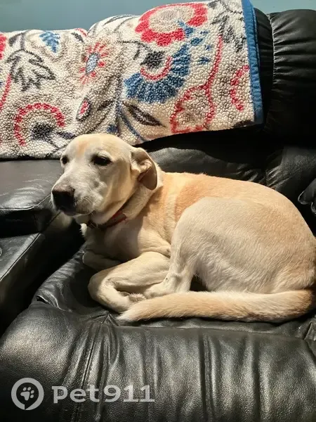 Lost Собака, Alabama 87, 701, Elba - small lump on left front leg - photo