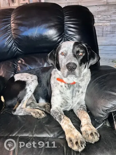 Lost Собака, County Road 401, 966, Elba - Orange collar - photo