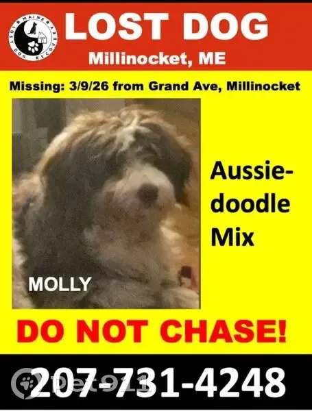 Lost Собака, Millinocket, Maine - aussiedoodle mix - photo