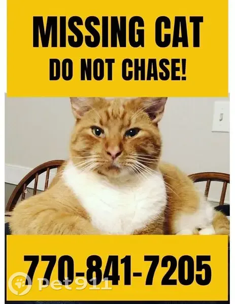 Lost Кошка, Pless Road, 99, Cleveland - Orange and white male tabby - photo