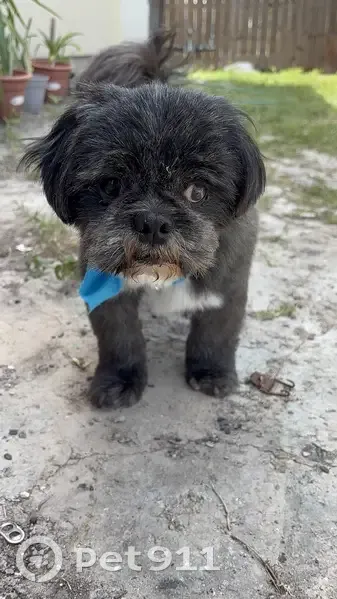 Lost Собака, Avenida Florencia, 2420, Brownsville - partly blind, blue bow collar - photo