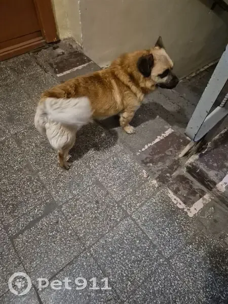 Знайдено рудого собаку в районі Патона! - photo