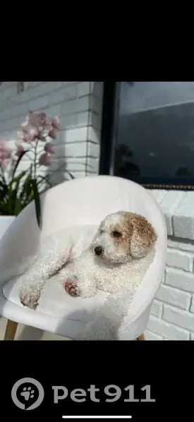 Lost Fluffy White Dog in Newcastle - photo