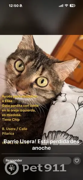 Gatita Atigrada Perdida en Madrid, Recompensa - photo