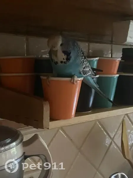 Lost Budgie: Blue & White in Pascoe Vale - photo