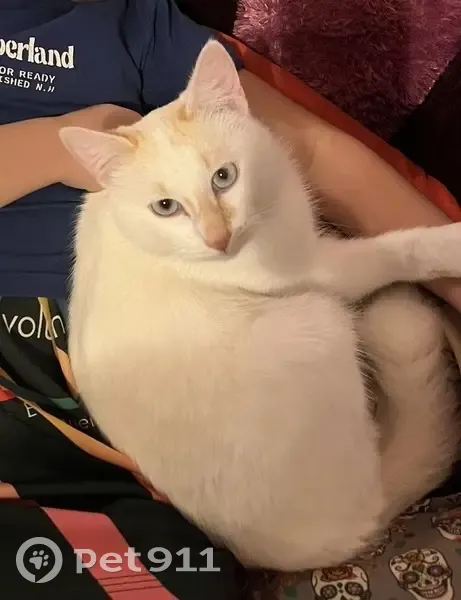 Chat perdu, Lotissement le Domaine de Bacchus, 1, Saint-Quentin-de-Baron - tout blanc avec du marron clair - photo