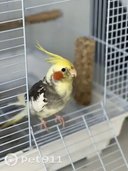 Lost Cockatiel 'Lemi' in South Coogee - photo