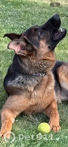 Зникла собака Джек у Зміїнці: Чорний з коричневим - photo