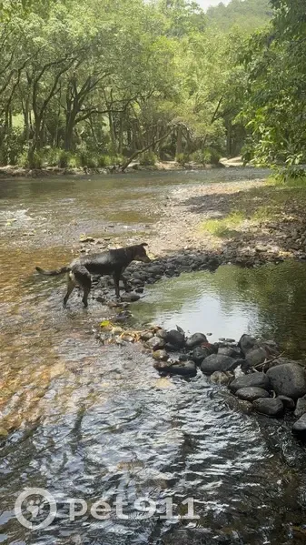 Lost: Playful Black Dog in Cairns - photo