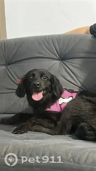 Cachorro perdido - photo