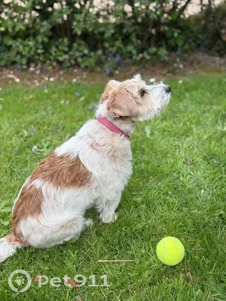 Perdu chien femelle, Chemin des Longchamps, Honfleur - chienne adorable avec collier rose - photo