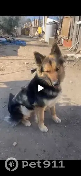 Perro Perdido en Terrassa: Marrón y Negro - photo